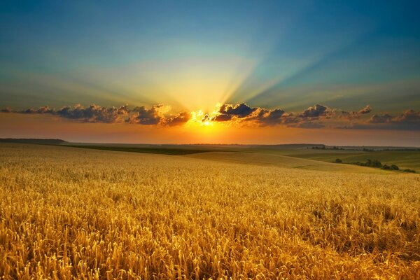 Campo de trigo dourado ao pôr do sol