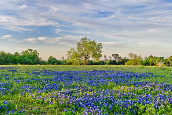 Blaue und violette Blüten wachsen auf dem Feld