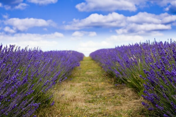 Campo de lavanda no campo