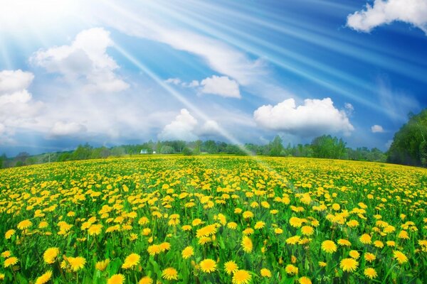 A sea of dandelions. Yellow field