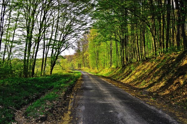 Straße mit Bäumen an den Seiten