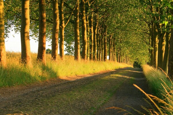 Camino misterioso al bosque de cuento de hadas