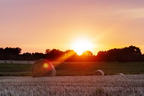 Die leuchtend orangefarbene Sonne setzt sich hinter die Bäume