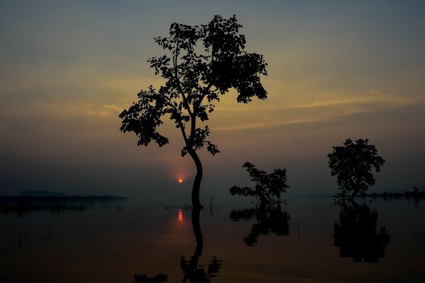 Sonnenuntergang auf der dunklen Silhouette eines Baumes