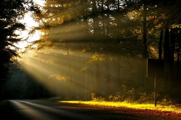 Rayos de sol en el camino forestal