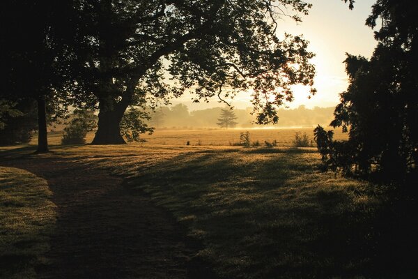 Misty, mysterious landscape with fields and soft sun