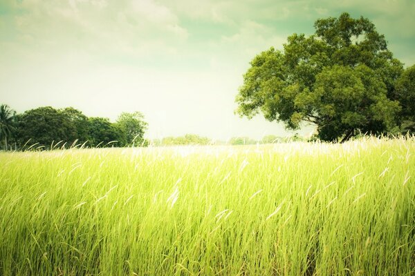 Green landscape with tall grass