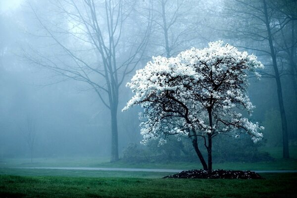 Blooming tree in a foggy park