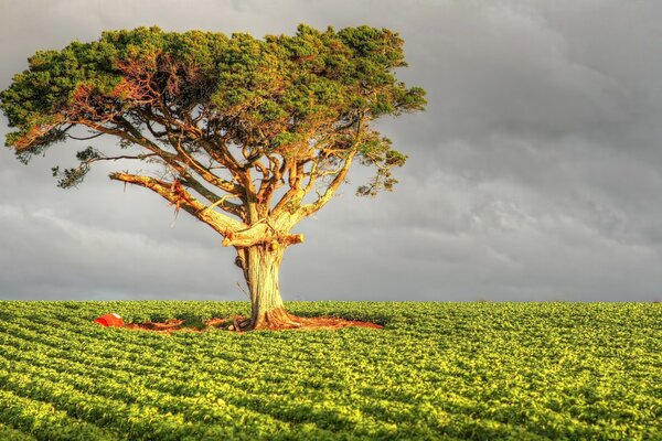 Arbre solitaire dans le champ