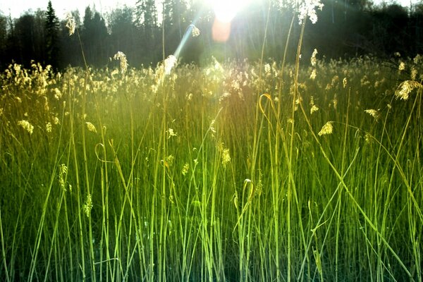 Green grass under the rays of the sun