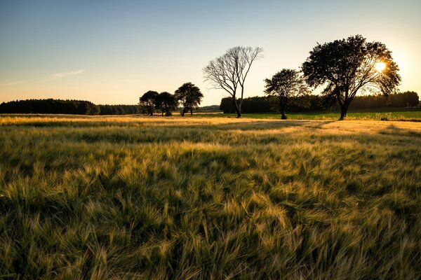 Paisaje de la mañana en un campo rural