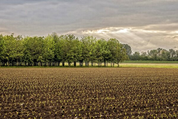 Primeros brotes de primavera en el campo