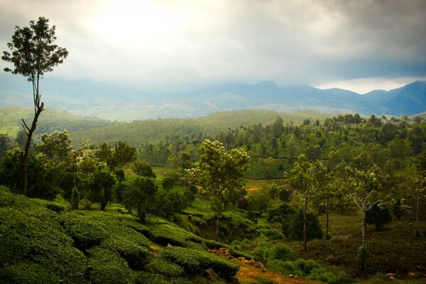 Paisagem da natureza bonita com montanhas e árvores