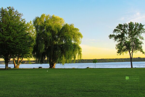 Alberi sulla riva del fiume