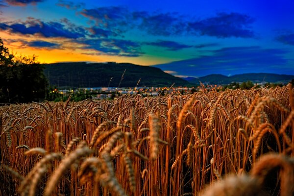 Buğday tarlası ve akşam gökyüzü