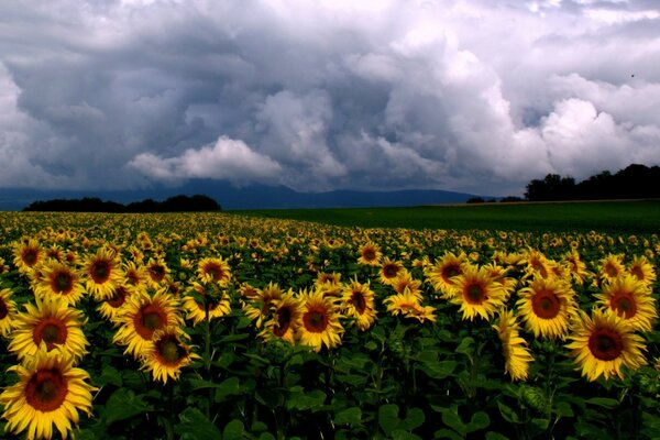 Landscape of a field of sunflowers and cloudy sky