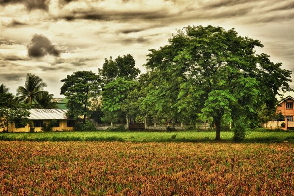 Paisaje rural con árbol y casa de campo