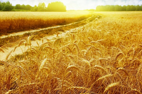 Goldener Weizen auf dem Abendfeld