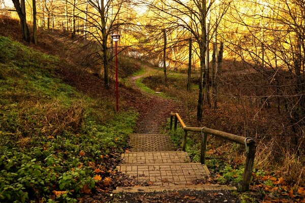 Treppe im Herbstwald am Nachmittag