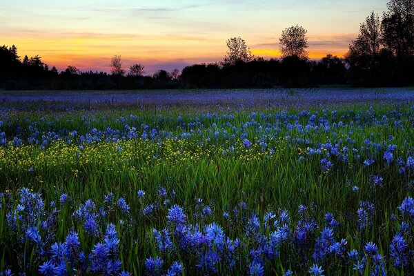 Field with blue flowers