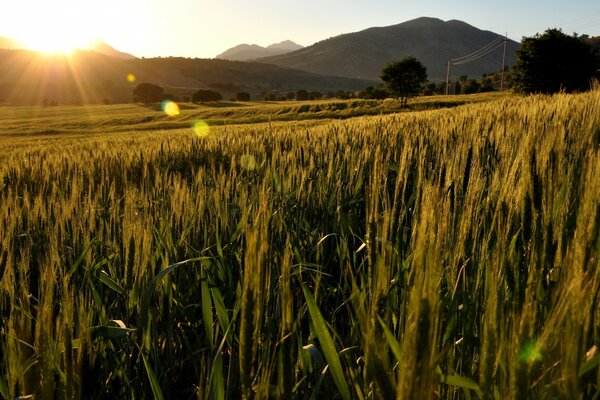 Campo de trigo durante el amanecer