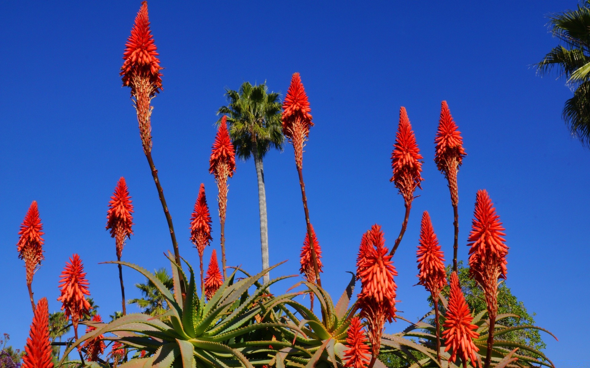 américa al aire libre naturaleza árbol flora flor hoja brillante cielo color luz del día buen tiempo exótico tropical verano soleado