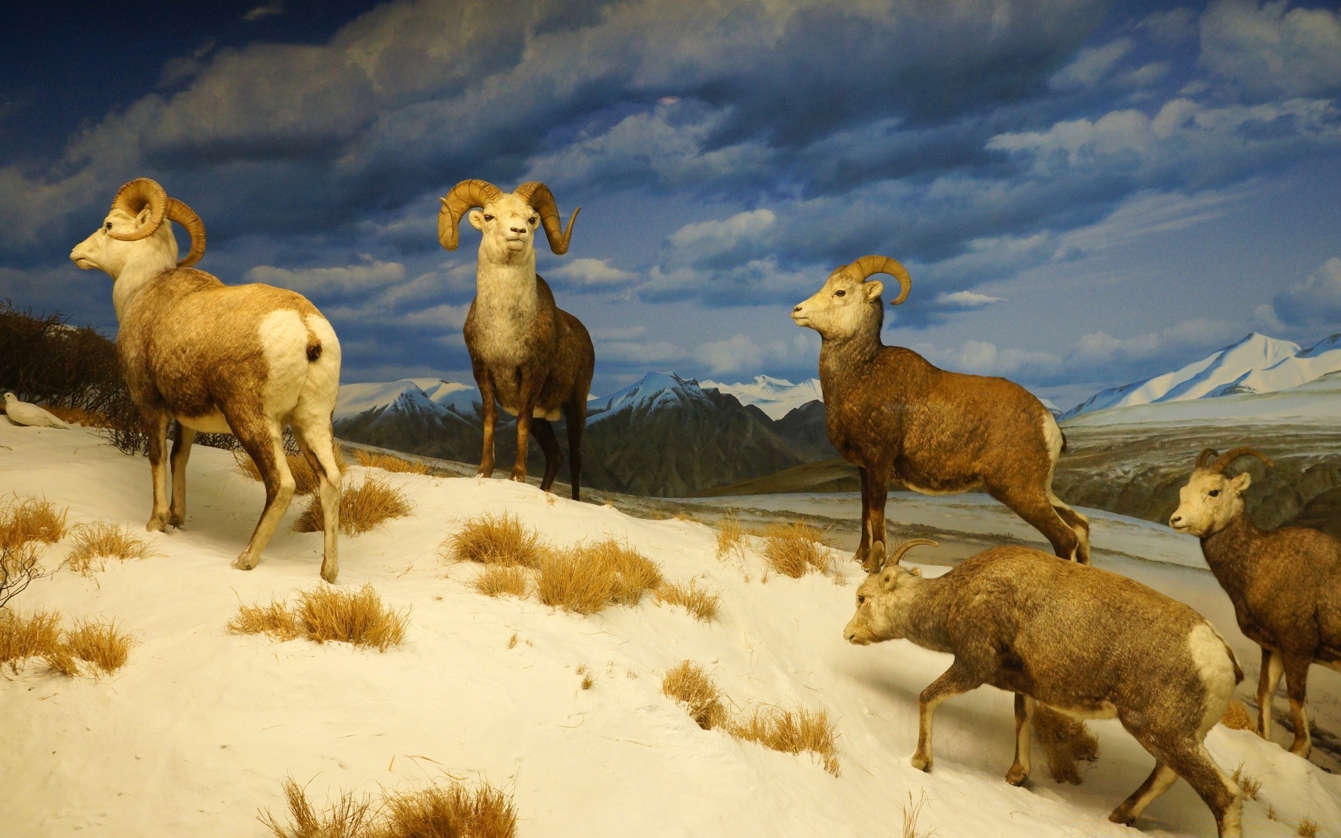 amerika säugetier schafe tier tierwelt lebende tiere im freien bauernhof gras ziege natur