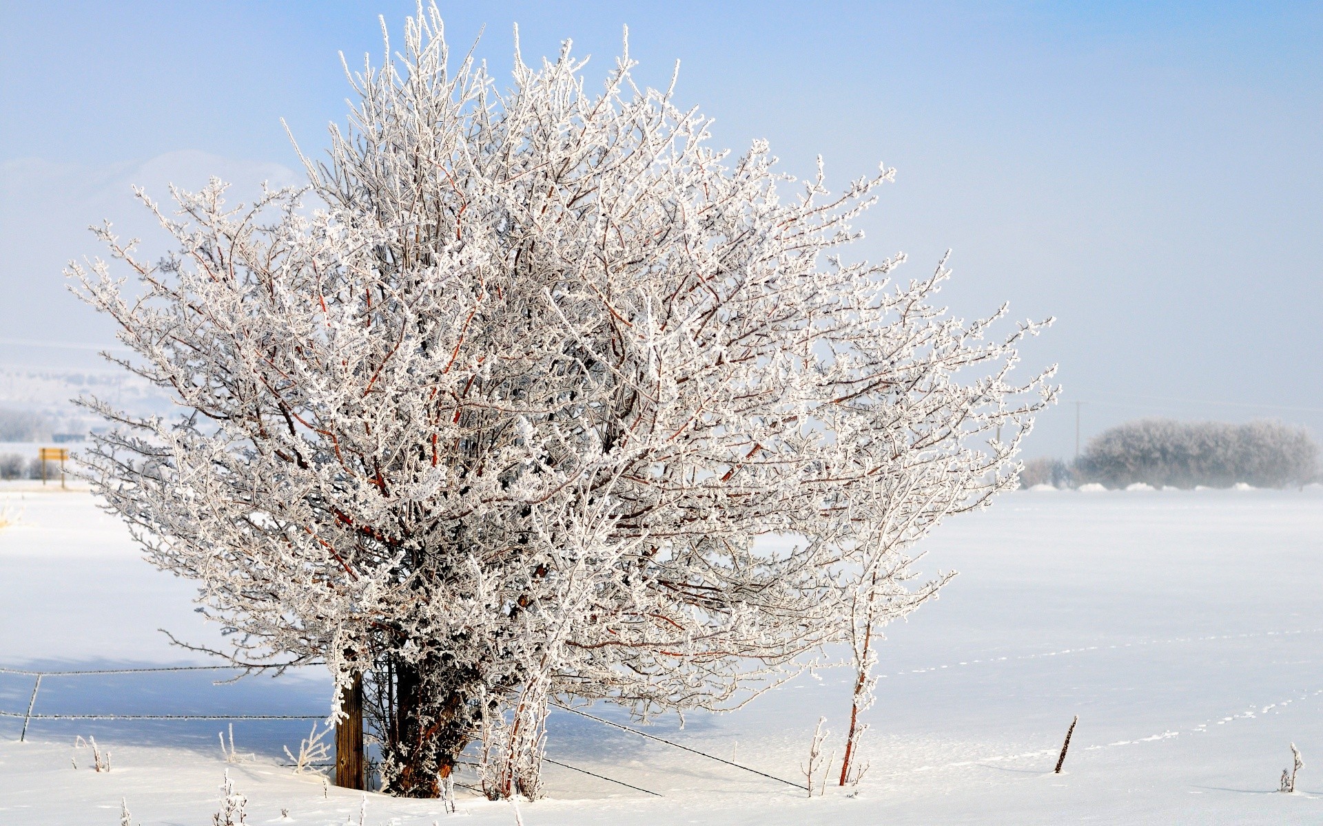 america winter snow frost cold tree season frozen branch landscape ice weather frosty snow-white scene wood nature icy