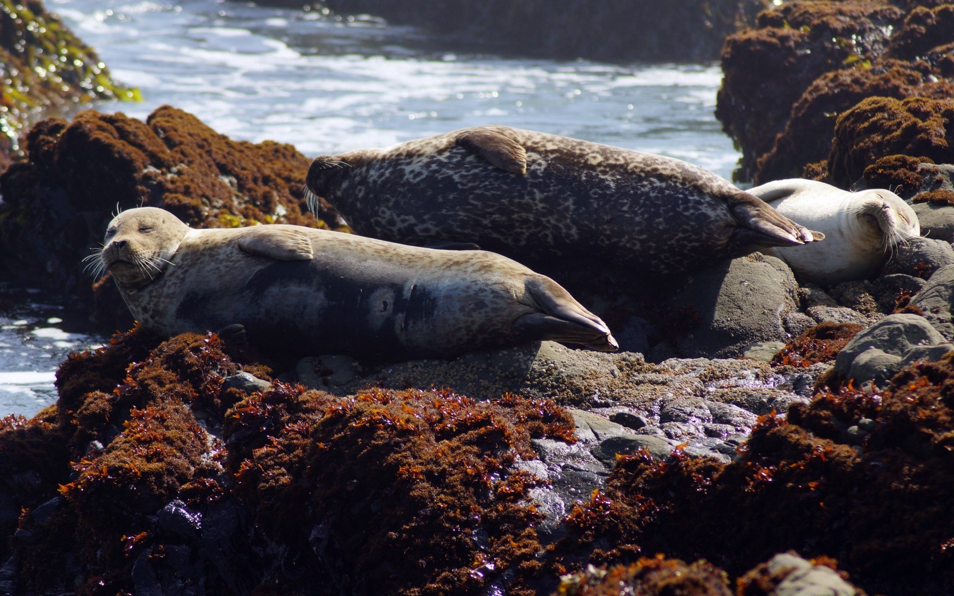 américa agua mar océano mar impresión naturaleza vida silvestre al aire libre roca marina playa medio ambiente viajes isla