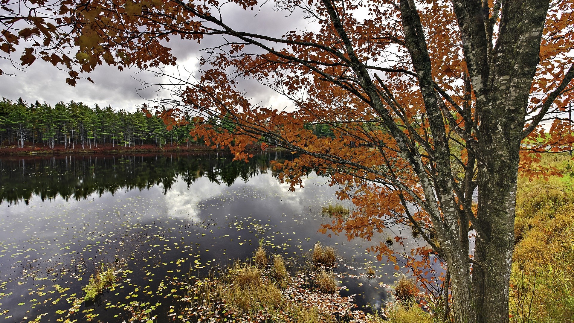 america fall tree leaf wood landscape outdoors nature park maple scenic season daylight fair weather branch dawn