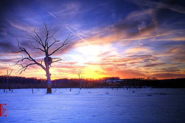 Winter sunset. A lonely dry tree