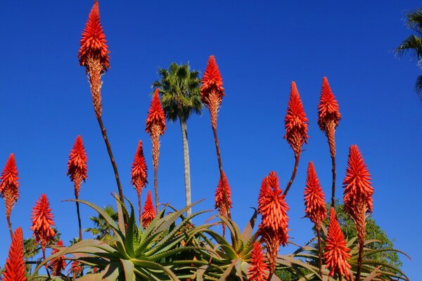 Flores rojas brillantes contra un cielo azul claro