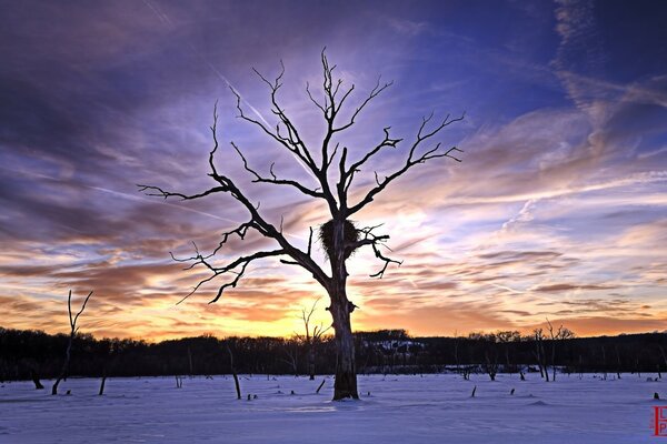 Toter nackter Baum bei Sonnenuntergang im Winterfeld