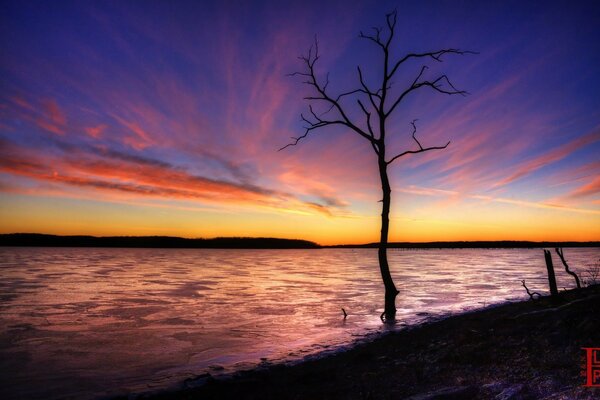 Arbre solitaire dans le lac