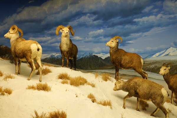 Cabras da montanha no Museu protetor de tela para desktop