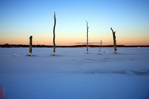 Landscape at dawn with trees