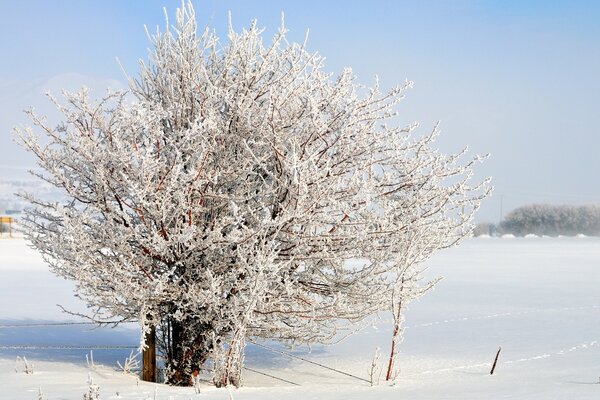 A tree dusted with snow in winter