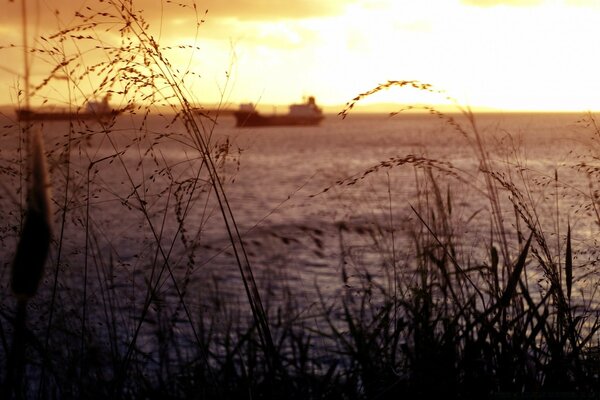 Barcos en el fondo de la puesta de sol vista a través de la hierba