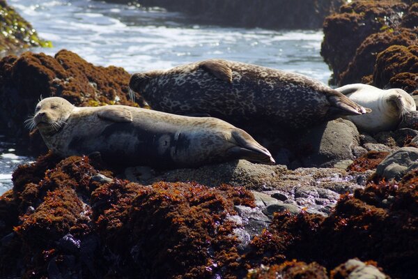 Navy seals bask in the sun