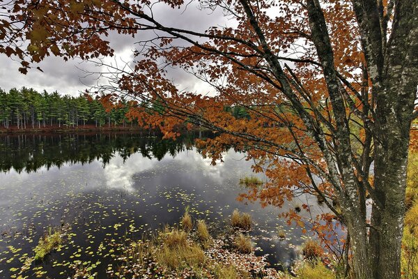 Autumn landscape of an American lake