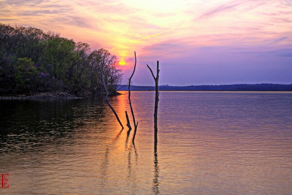 Ufer im Meer am Wald