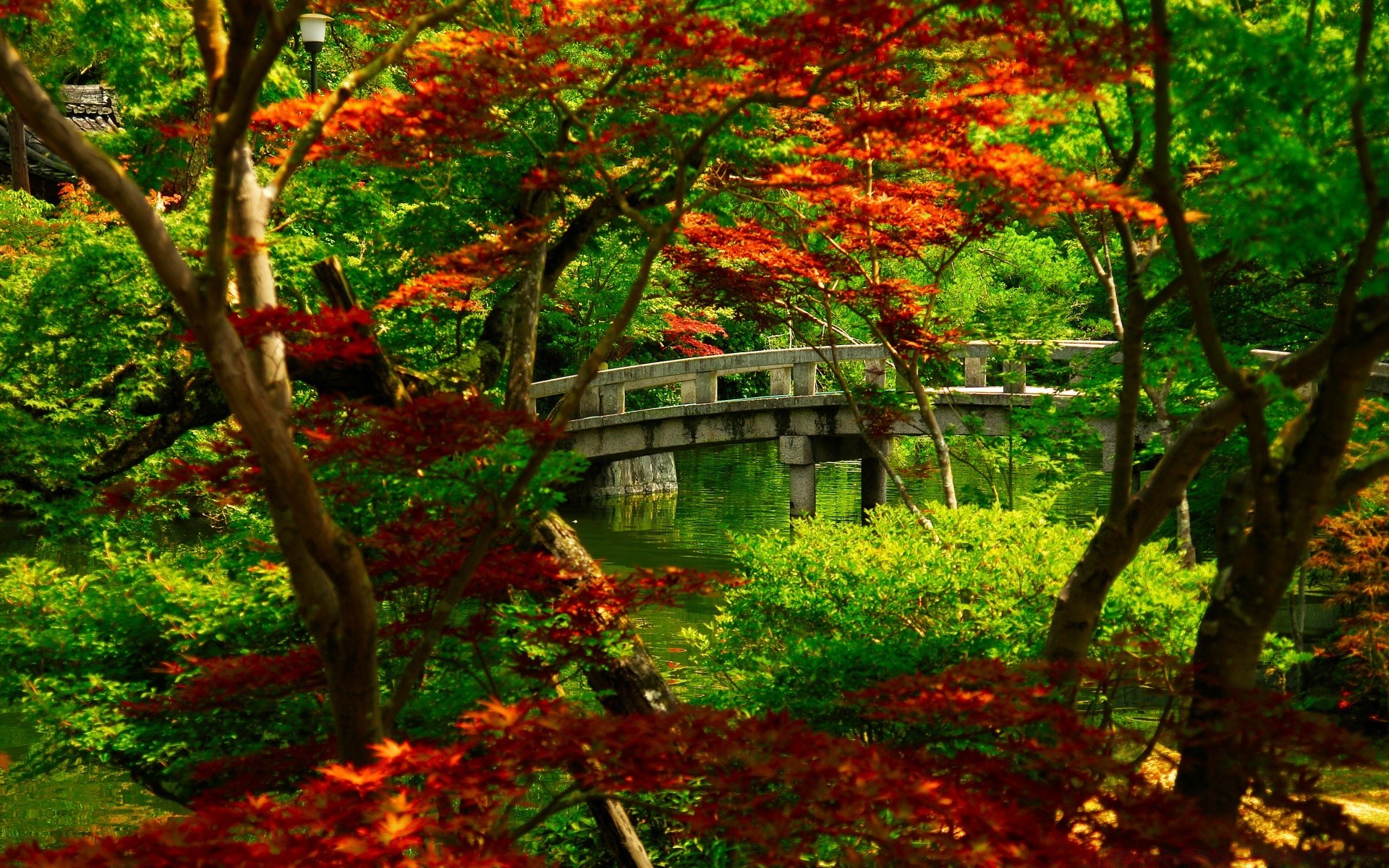 ásia outono folha bordo madeira madeira natureza paisagem temporada parque exuberante cênica ao ar livre ramo paisagens brilhante jardim ambiente flora campo