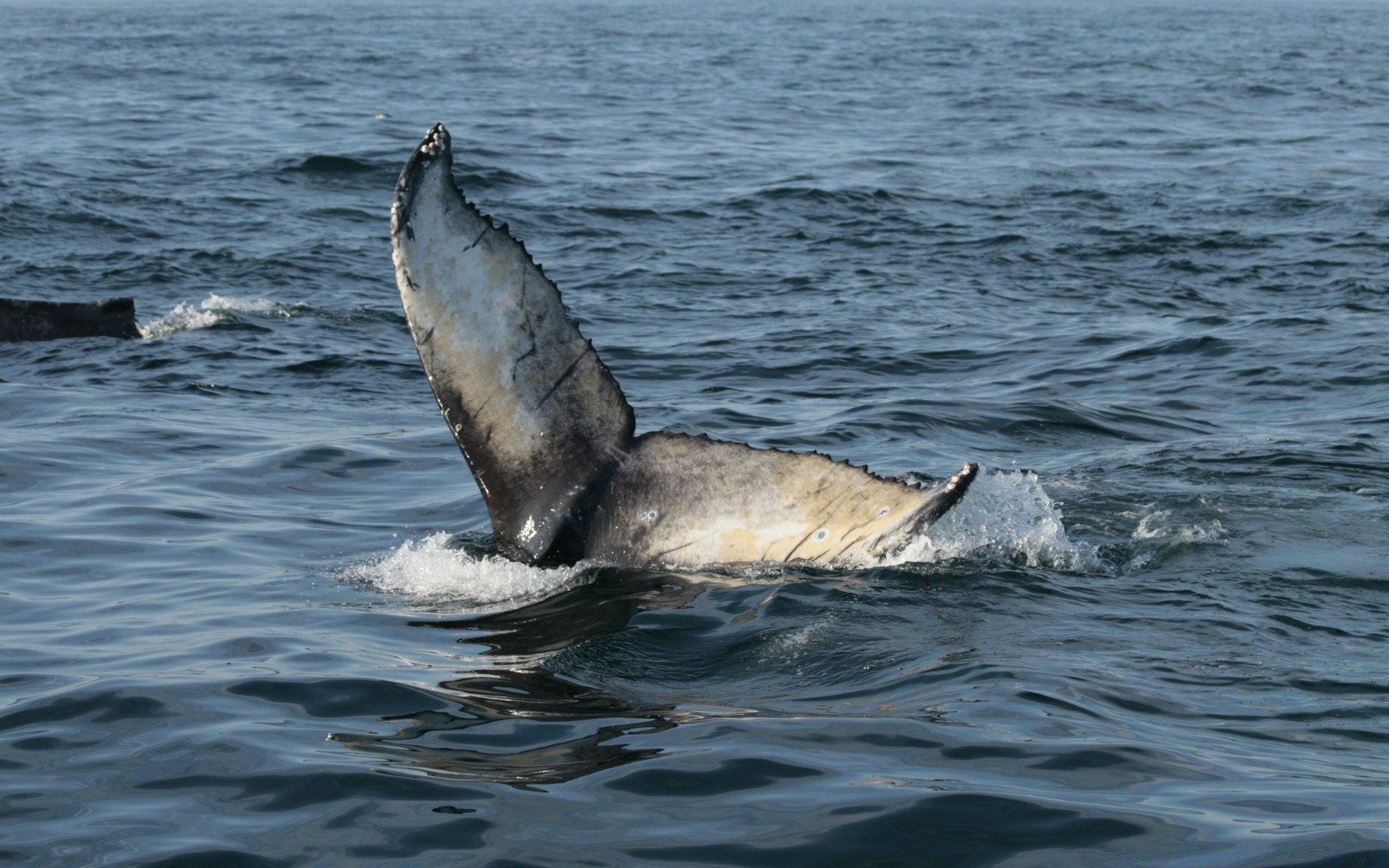 ameryka wody morze ocean na zewnątrz natura morza