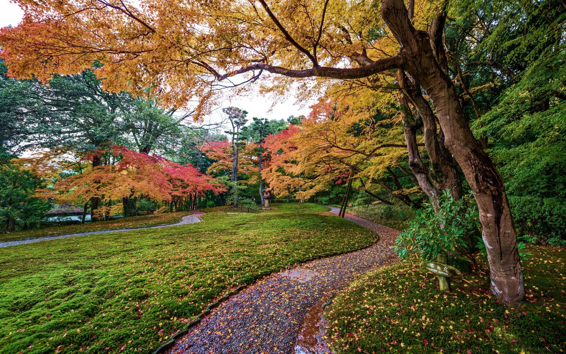 asia tree leaf fall landscape nature wood park season scenic outdoors maple environment guidance branch scenery flora