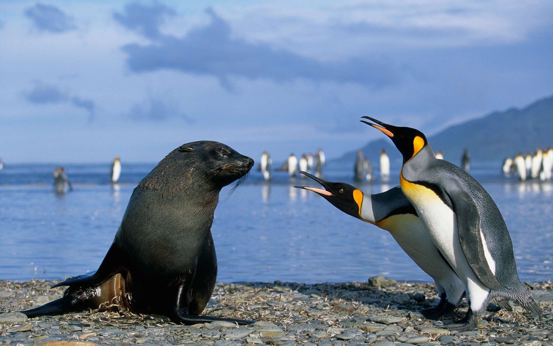 antártica vida selvagem pássaro água oceano mar gelado animal natureza praia mamífero selvagem mar fuzileiro naval natação ao ar livre gelo pinguins