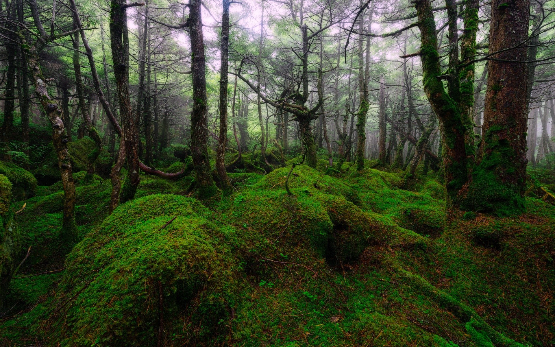 asien holz landschaft baum natur moos park umwelt blatt dämmerung üppig landschaftlich gutes wetter nebel nebel zweig licht sonne fußweg regenwald