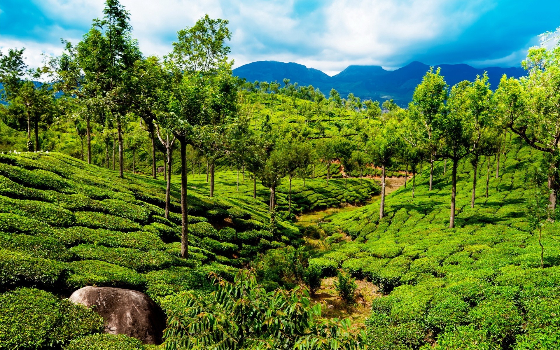 asia natura paesaggio albero legno all aperto estate agricoltura foglia scenic viaggi flora collina rurale spettacolo montagna crescita campo erba campagna