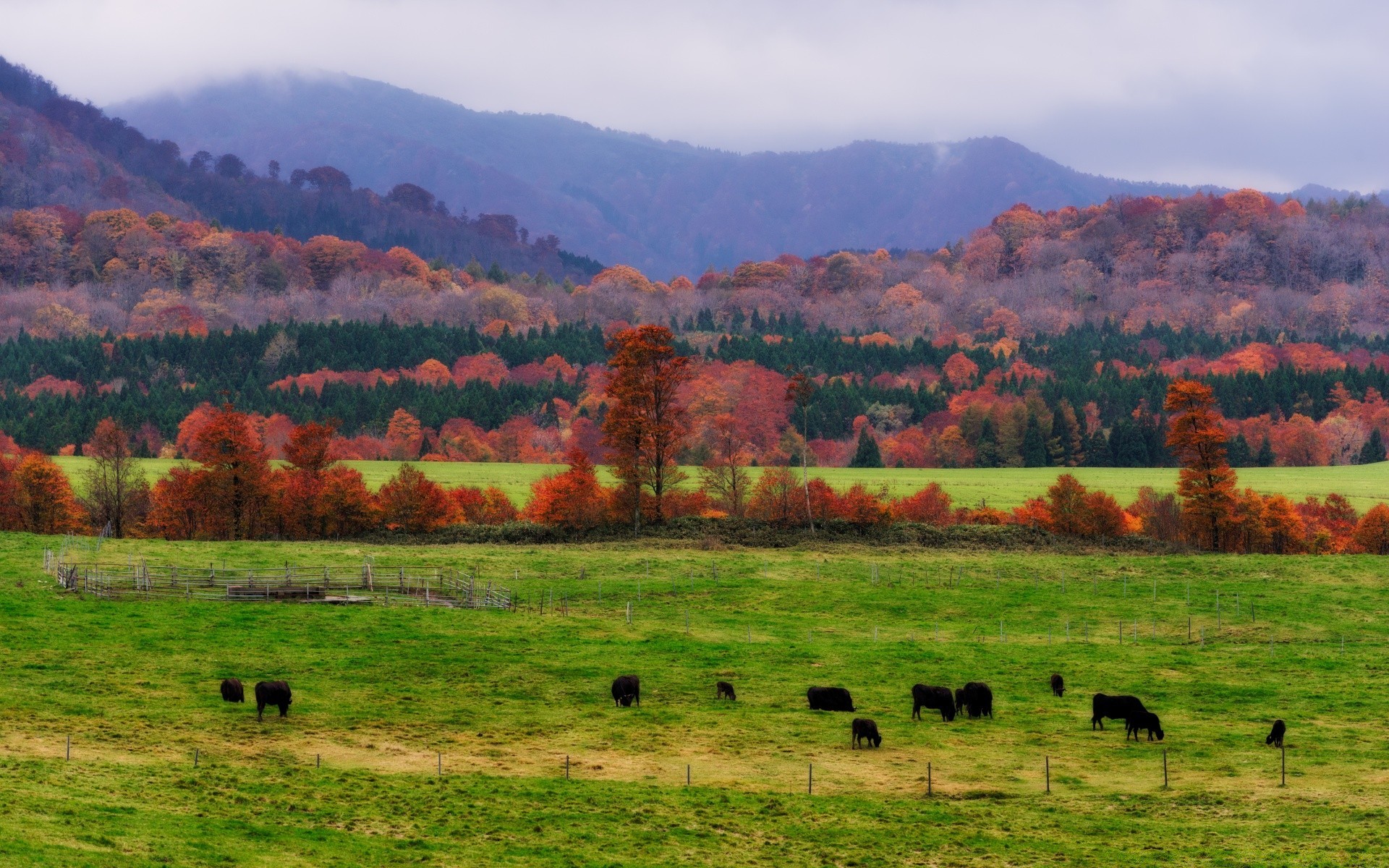 asia landscape agriculture farm countryside rural tree pastoral nature sky country field fall outdoors mountain hayfield hill cattle pasture cow