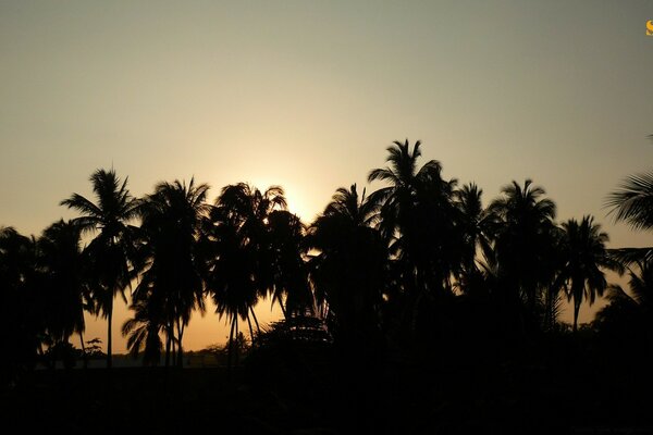 Sonnenuntergang in Palmen am Strand in Ägypten