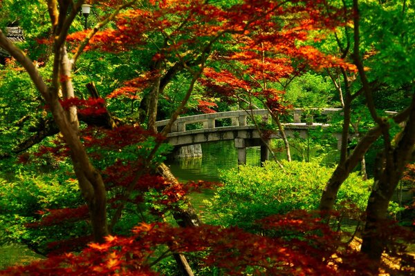 Vecchio ponte tra le corone degli alberi